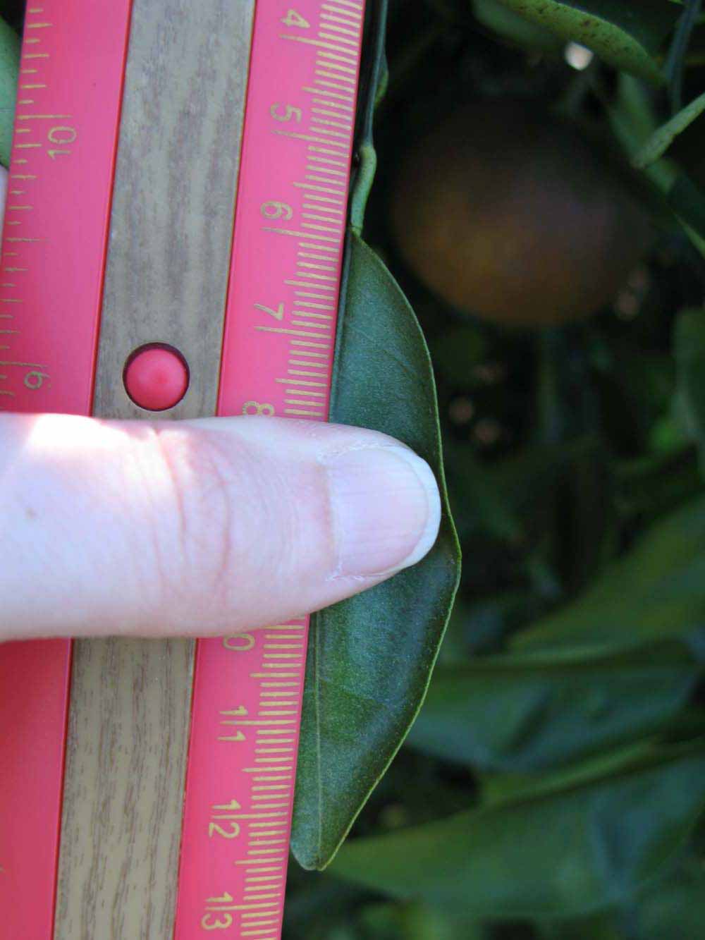              Unifoliolate leaf (Winter Haven, FL)       